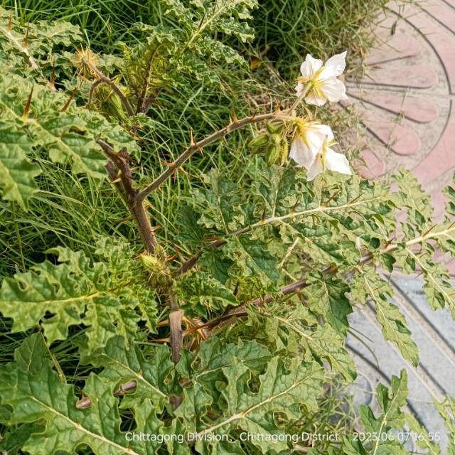 蒜芥茄