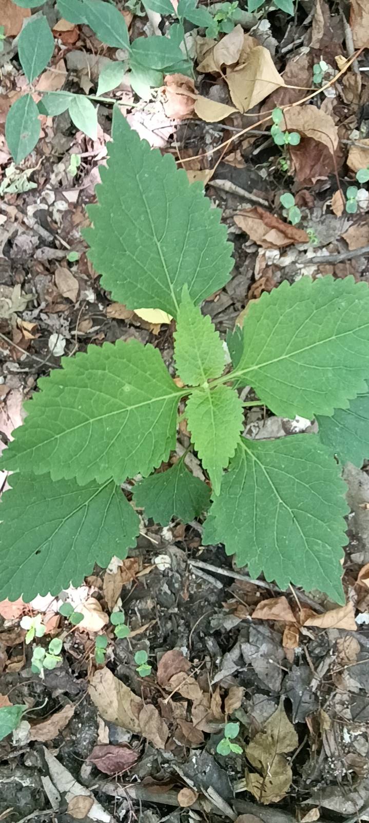 香茶菜