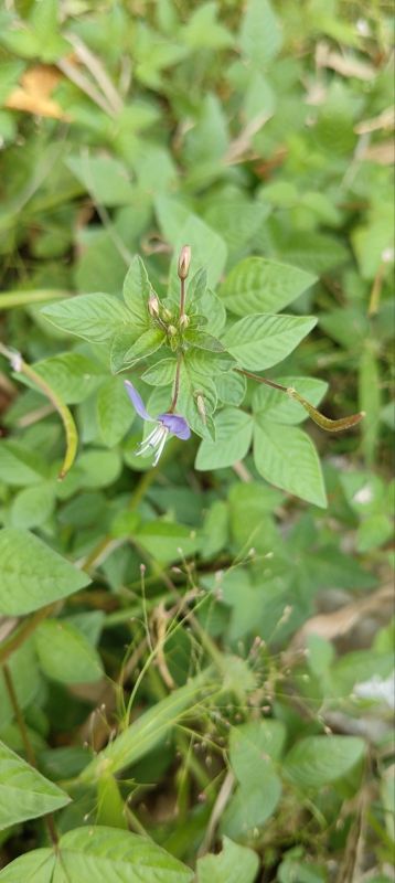 皱子白花菜